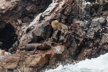 Ballestas Islands, Perù