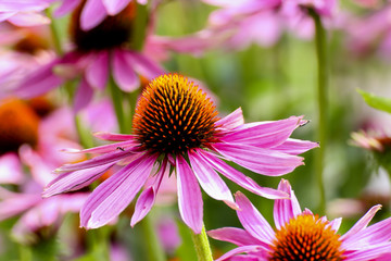 Purple coneflower, Echinacea purpurea, blossom, Bavaria, Germany, Europe