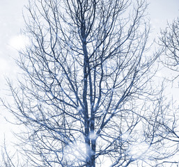 Landscape in the winter day