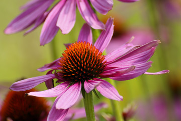 Purple coneflower, Echinacea purpurea, blossom, Bavaria, Germany, Europe