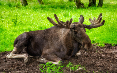moose in forest