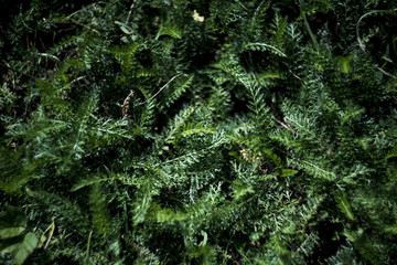 Obraz premium Green grass pattern - foliage background