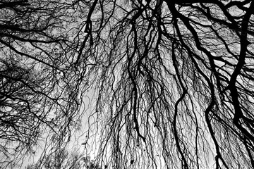 Trees crossed branches silhouette foliage