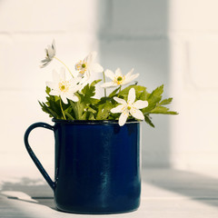 Bunch of cute white wild anemone flowers in blue mug. Concept of spring, nature and rural life. White brick wall and wooden table. Copy space. Selective focus.