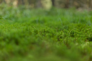Close Up view of green grass