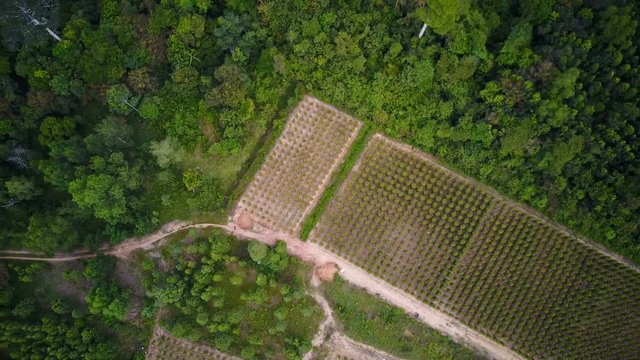 An aerial camera black pepper plantation on Island Phu Quoc, Vietnam. Vietnam. Phu Quoc Island. The garden is famous pepper. Pepper plantations of different varieties are found in many places of the i