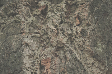 cork tree. bark. abstract background oak cork