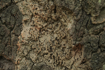 cork tree. bark. abstract background oak cork