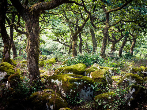 Fototapeta cork oaks in the andalusian countryside. "Bosque de la niebla,Parque de los alcornocales", Algeciras, Andalusia, Spain, Europe