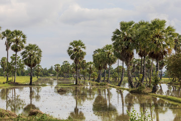 Plakat タイの田舎の風景水田と砂糖椰子