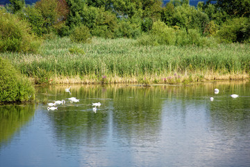 a flock of swans on the lake