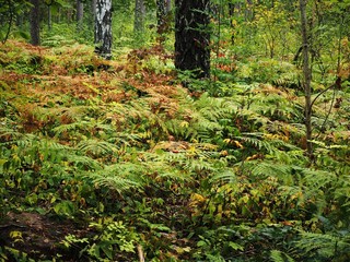Bracken leaves changing colour in autumn in a wood