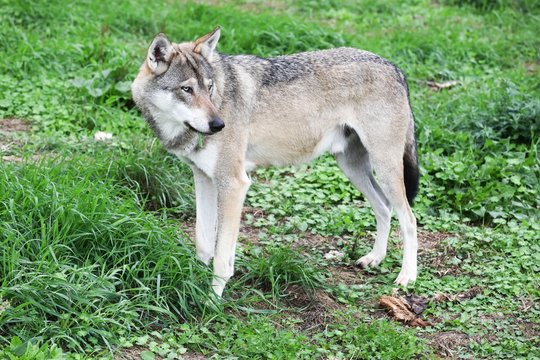 Wolf in the nature