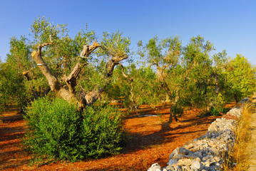 Ancient olive trees of Salento, Apulia, southern Italy