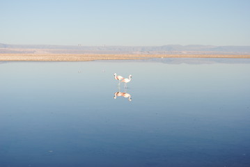 Flamingos in Atacama