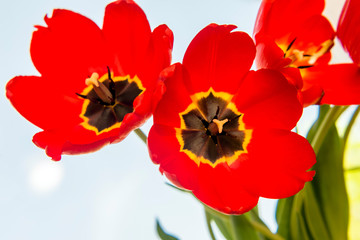 Obraz premium three red tulips close up 