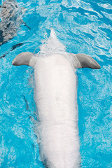bottlenose dolphin swimming up belly in blue water. Dolphin Assisted Therapy