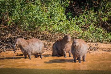 Naklejka na ściany i meble capybara in nature