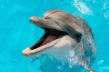 Foto op Plexiglas bottlenose dolphin swimming in blue water. Dolphin Assisted Therapy © skvalval