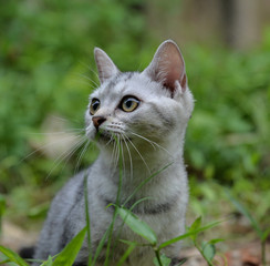 Kitten in the garden