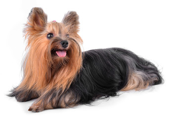 yorkshire terrier isolated on white