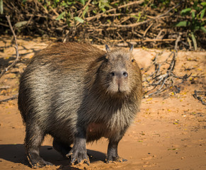 capybara in nature