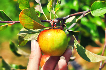Apple tree branch and hands. Autumn harvest in orchard.A woman hand picking a green apple from the apple tree