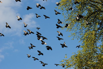 Birds in Amsterdam