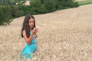 Little brunette girl walking on a wheat field