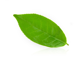 Fototapeta na wymiar Fresh tea leaves on a white background