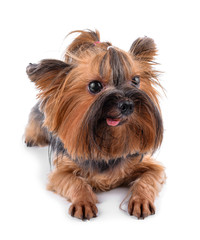 yorkshire terrier isolated on white