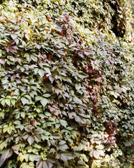 Background: green and red leaves of maiden grapes. Natural green wall texture. Parthenocissus