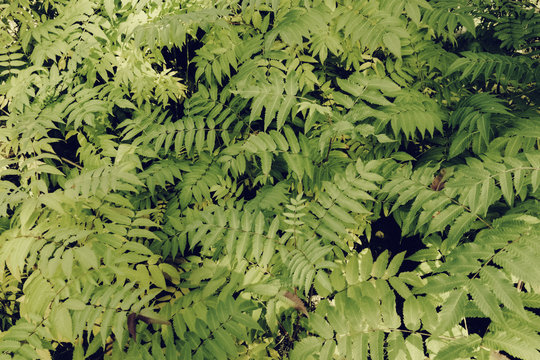 Beautiful ferns leaves, green foliage, natural floral fern background in sunlight. Toned image