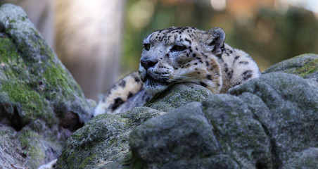 snowleopard