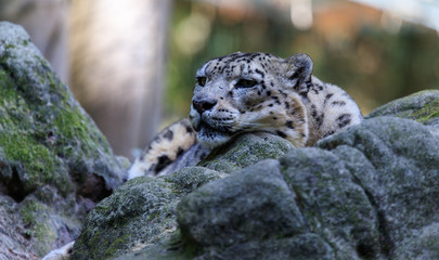 Obraz premium snowleopard