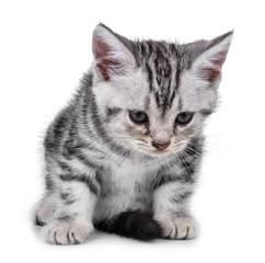 Pet kitten  on the white background