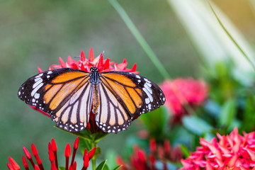The butterfly on the red flower.
