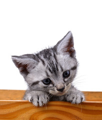 Obraz premium Pet kitten on the white background