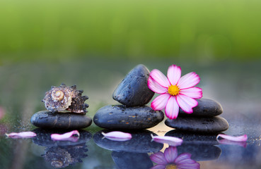 Black spa stones and pink cosmos flower isolated on green.