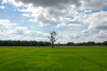 Fototapeta na wymiar rice field in thailand