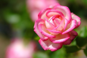 ピンクと白のバラ