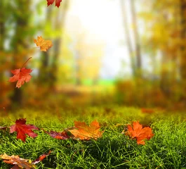Crédence de cuisine en verre imprimé Automne Beau paysage d& 39 automne avec des arbres jaunes, de l& 39 herbe verte et du soleil. Feuillage coloré dans le parc. La chute des feuilles de fond naturel