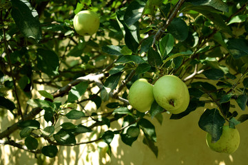 Green apples on a green apple tree