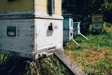 close up view Hives of bees in the apiary