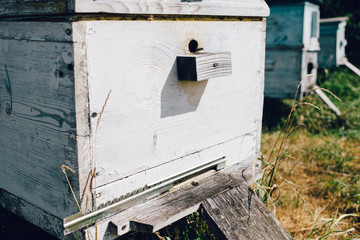 close up view Hives of bees in the apiary
