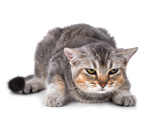 Obraz premium Cat on the white background