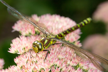 Libelle