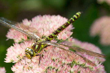 Libelle