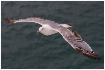 GAVIOTA PLANEANDO CON EL FONDO DEL MAR 