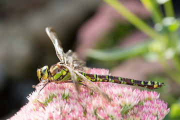 Libelle